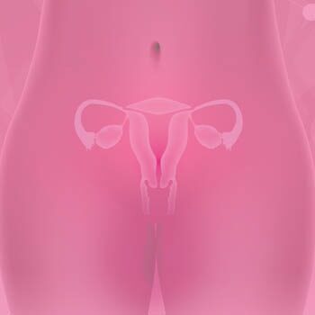 Female reproductive organ illustration